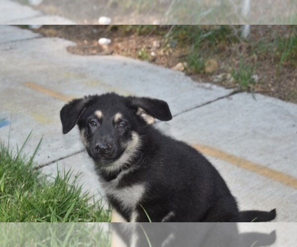 Medium Photo #3 German Shepherd Dog Puppy For Sale in RIVERDALE, MD, USA