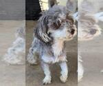 Small #2 Maltipoo (Toy)