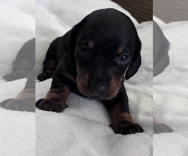 Medium Photo #1 Dachshund Puppy For Sale in SOUTHINGTON, OH, USA