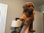 Small Photo #1 Poodle (Miniature) Puppy For Sale in ALLEN, TX, USA