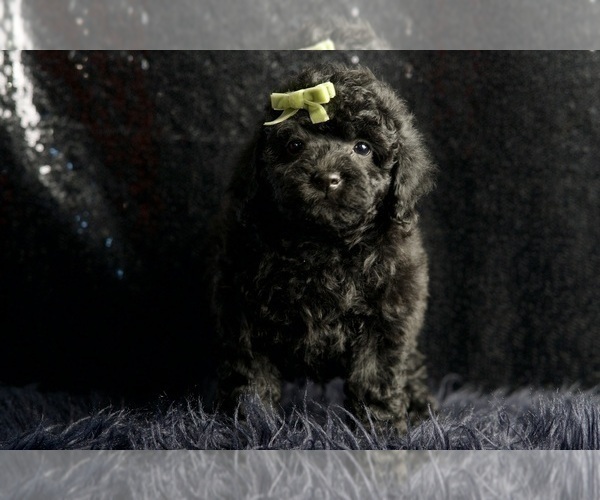 Medium Photo #85 Poodle (Miniature) Puppy For Sale in WARSAW, IN, USA
