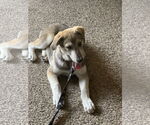 Small #5 Huskies  Mix