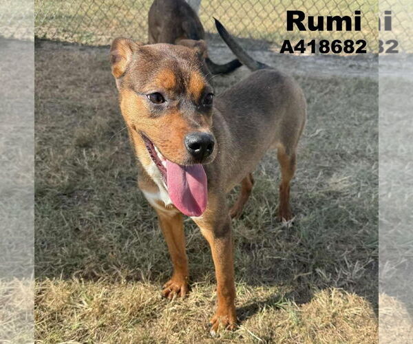 Medium Photo #1 Labrador Retriever Puppy For Sale in Conroe, TX, USA