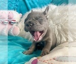 Small #7 French Bulldog