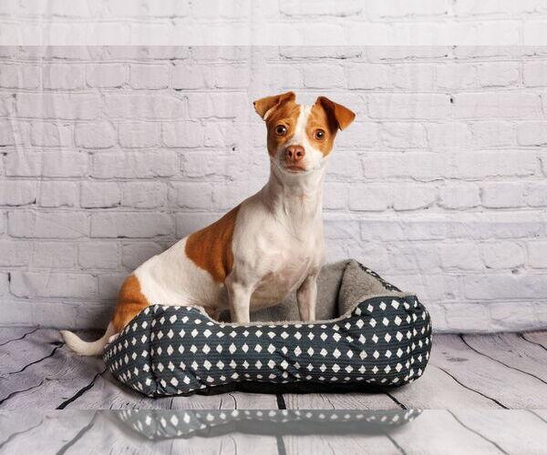 Medium Photo #6 Mutt Puppy For Sale in McKinney, TX, USA