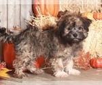 Small Photo #5 Havanese Puppy For Sale in MOUNT VERNON, OH, USA