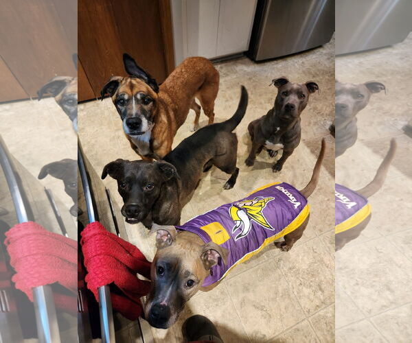 Medium Photo #10 American Pit Bull Terrier-Unknown Mix Puppy For Sale in Farmington, MN, USA