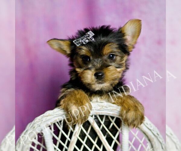 Medium Photo #5 Yorkshire Terrier Puppy For Sale in WARSAW, IN, USA