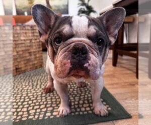 French Bulldog Dogs for adoption in Fort Pierce, FL, USA