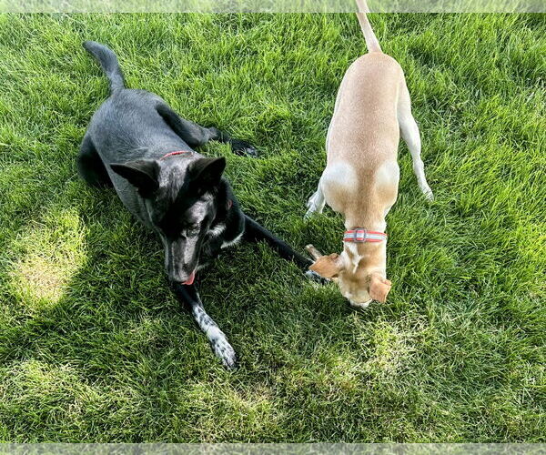 Medium Photo #9 Chihuahua-Unknown Mix Puppy For Sale in Sandy, UT, USA