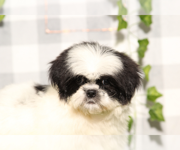 Medium Photo #3 Shih Tzu Puppy For Sale in MARIETTA, GA, USA