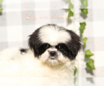 Small #2 Shih Tzu