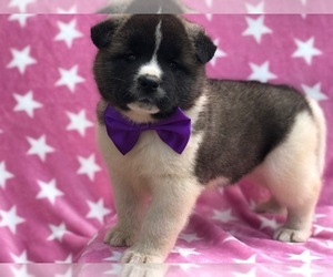Akita Puppy for sale in MYERSTOWN, PA, USA