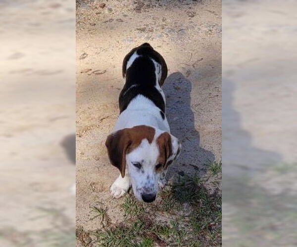 Medium Photo #3 Bagle Hound Puppy For Sale in Dunnellon, FL, USA