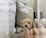 Small Photo #26 Bichpoo Puppy For Sale in NORTH PORT, FL, USA