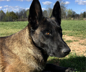 Mother of the Belgian Malinois puppies born on 03/15/2025