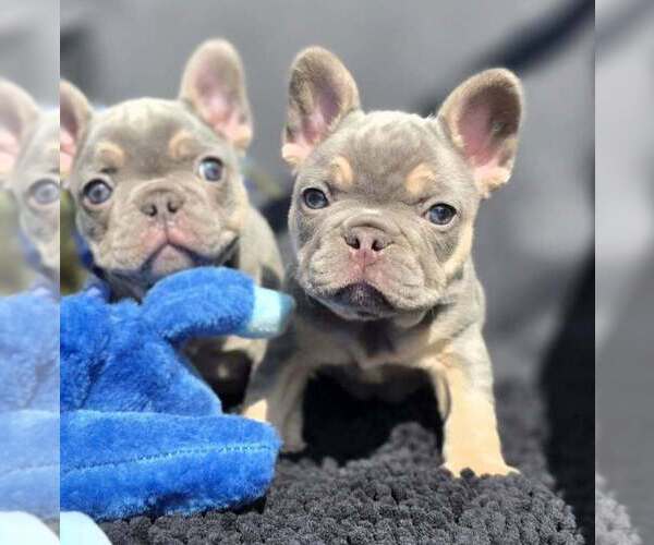 Medium Photo #1 French Bulldog Puppy For Sale in BOSTON, KY, USA