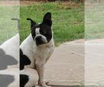 Small Photo #1 Boston Terrier Puppy For Sale in SAN ELIZARIO, TX, USA