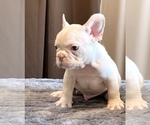 Small #3 French Bulldog