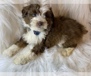 Australian Shepherd-Poodle (Toy) Mix Puppy for sale in BEECH GROVE, IN, USA