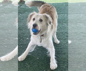Auggie - Male Great Pyrenees-Unknown Mix Dog for Adoption - Photo #2