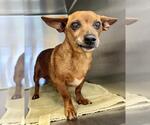 Small Dachshund Mix