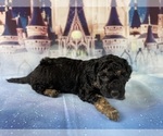 Small Photo #40 Aussiedoodle Miniature  Puppy For Sale in COMMERCE, MI, USA