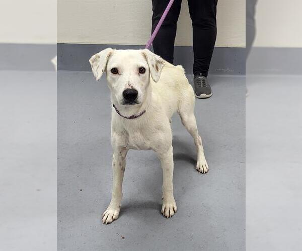 Medium Photo #1 Labrador Retriever-Unknown Mix Puppy For Sale in Louisville, KY, USA