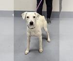 Small Labrador Retriever Mix