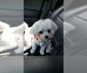 Mother of the Maltese puppies born on 03/02/2023