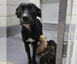 Small Labrador Retriever Mix