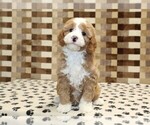 Small #2 Bernedoodle (Miniature)-Cavapoo (Miniature) Mix