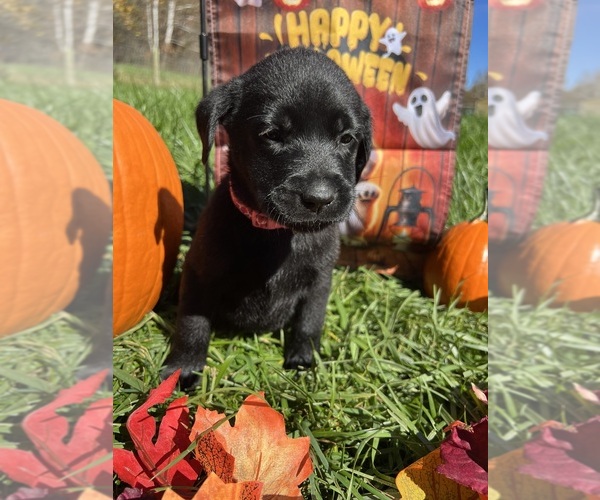 Medium Photo #11 Labrador Retriever Puppy For Sale in NEOLA, WV, USA