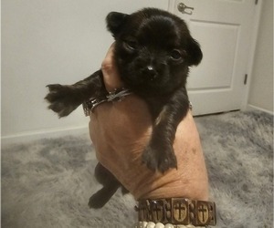 Medium Chihuahua-Chiweenie Mix