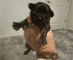 Puppy Puppy 3 Chihuahua-Chiweenie Mix