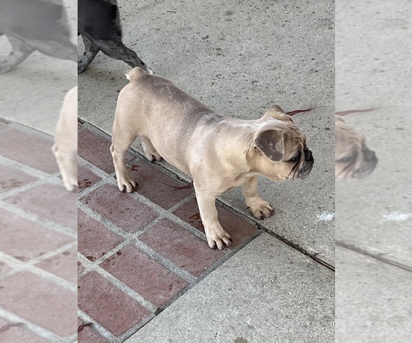 Medium Photo #5 French Bulldog Puppy For Sale in POMONA, CA, USA