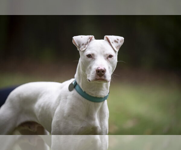 Medium Photo #5 American Staffordshire Terrier-Jack Russell Terrier Mix Puppy For Sale in Arlington, VA, USA