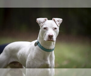 Ziggy - Male American Staffordshire Terrier-Jack Russell Terrier Mix Dog for Adoption - Photo #5