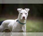 Small Photo #5 American Staffordshire Terrier-Jack Russell Terrier Mix Puppy For Sale in Arlington, VA, USA
