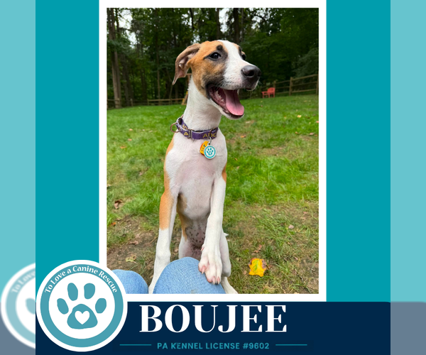 Medium Photo #2 Boxador Puppy For Sale in Kimberton, PA, USA
