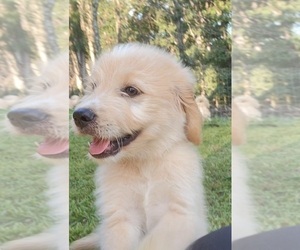 Goldendoodle Puppy for sale in TROY, MO, USA