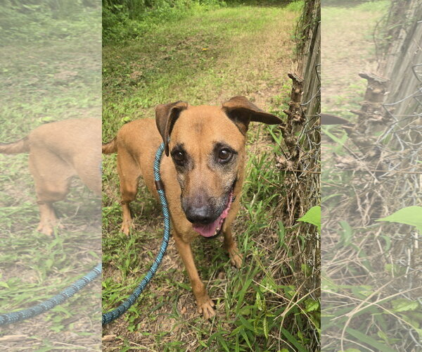Medium Photo #6 Black Mouth Cur-Carolina Dog Mix Puppy For Sale in Jackson, MS, USA