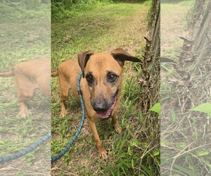 Pecan Pinwheel - Male Black Mouth Cur-Carolina Dog Mix Dog for Adoption - Photo #6