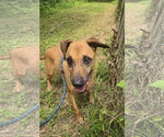 Small Photo #6 Black Mouth Cur-Carolina Dog Mix Puppy For Sale in Jackson, MS, USA