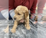 Puppy Yellow collar Goldendoodle