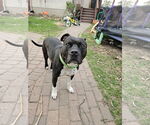 Small #3 American Pit Bull Terrier Mix