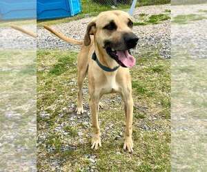 Black Mouth Cur-Unknown Mix Dogs for adoption in Abbeville, LA, USA