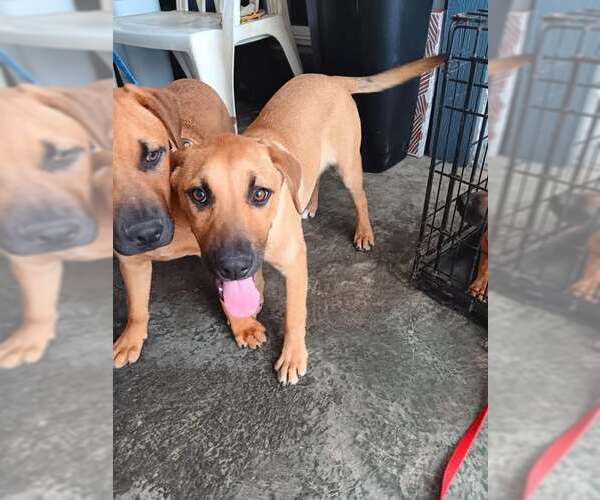 Medium Photo #7 Black Mouth Cur-Unknown Mix Puppy For Sale in Princeton, MN, USA