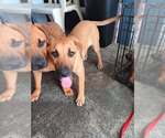 Small #6 Black Mouth Cur Mix