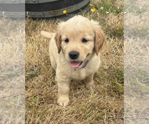 Medium Photo #1 Golden Retriever Puppy For Sale in EUGENE, OR, USA